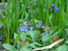 Pulmonaria montanaSmal longkruid  bestellen